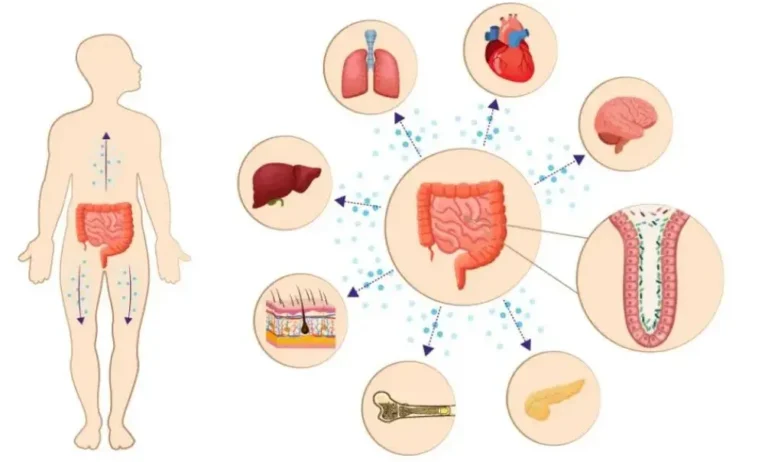 年紀越大，腸胃越差？Nature Aging 新研究：腸道衰老與免疫系統密切相關